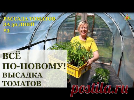 Высаживаю томаты новым способом / Рассада томатов за 30 дней!