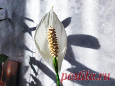 Безжалостно подстригаю кончики спатифиллуму: он скажет «спасибо», и даже листья не повянут | Антон - цветочник | Дзен