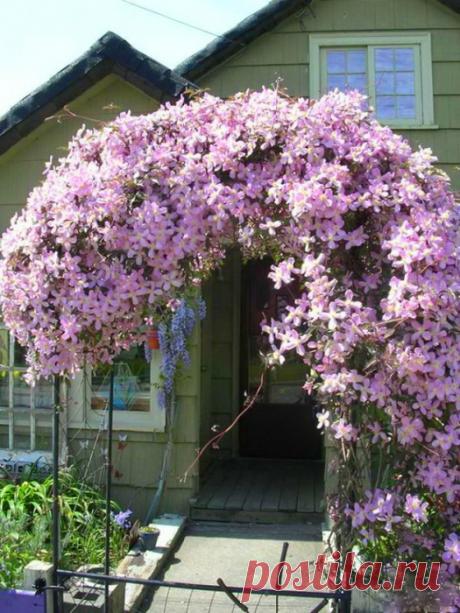 Чтобы заставить эти лианы обильно и долго цвести, опытные цветоводы используют простые хитрости!