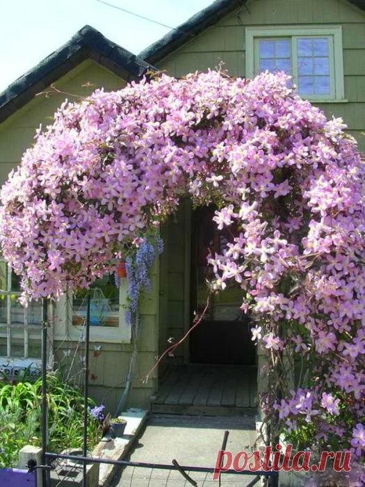 Чтобы заставить эти лианы обильно и долго цвести, опытные цветоводы используют простые хитрости!