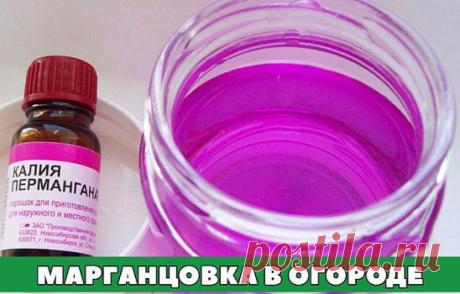 Марганцовка в огороде
Марганцовка любому огороднику хорошо знакома и применяется повсеместно. В первую очередь в розовом растворе марганцовки (0,5 грамм на 100 мл.) рекомендуют протравливать семена перед посадкой, чтобы уничтожить возможных возбудителей болезней, зимующих на семенах. С этой целью семена замачивают в растворе на 20 минут, а затем высушивают. Если в ведро розового раствора марганцо
