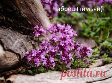 Народная медицина. Рецепты на основе тимьяна