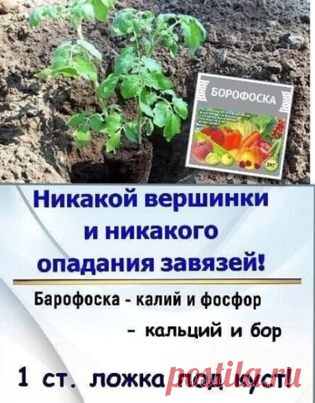 Добавляем борофоску в лунку при высаживании томатов

БОРОФОСКА -это то самое удобрение, которым прямо в ближайшие дни можно и нужно подкормить плодово-ягодные деревья и кустарники, а затем - томаты, перцы, баклажаны, цветы и т.д.!

Ведь БОРОФОСКА содержит: бор, фосфор, калий, кальций, магний - как раз те элементы питания, которые необходимы для хорошего цветения и завязывания плодов!

БОРОФОСКА применяется на любых почвах.

БОРОФОСКА - это удобрение пролонгированного (длит...