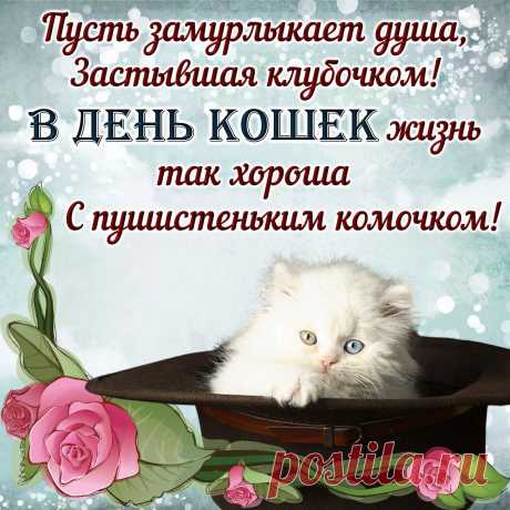 День кота 2022 - прикольные поздравления, картинки и открытки
