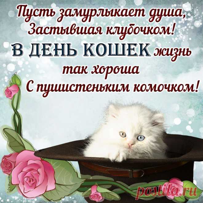 День кота 2022 - прикольные поздравления, картинки и открытки