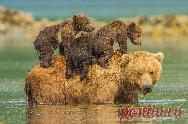 Кошки ♥ Собаки ♥ и другие животные