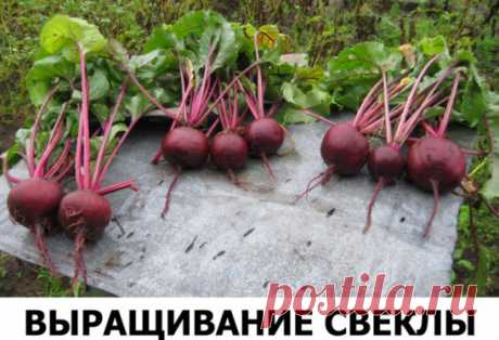 (1) Одноклассники