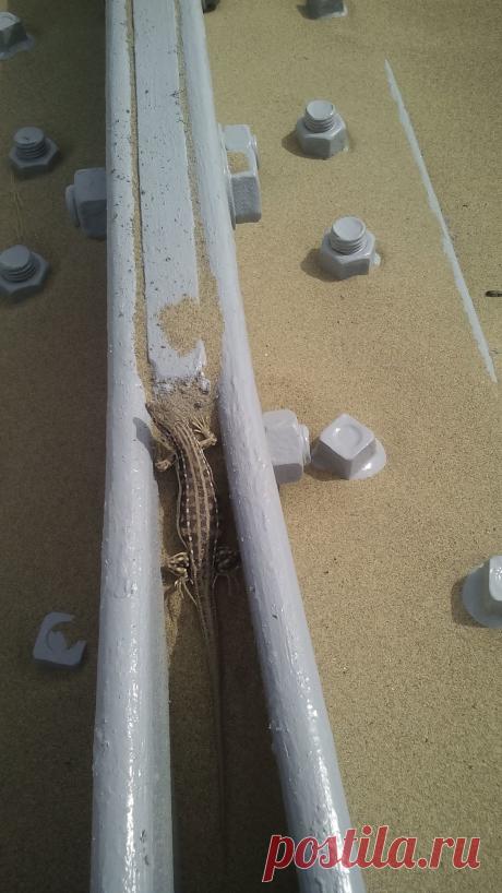 Маленькая ящерка