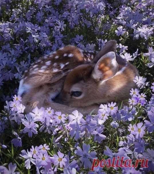 Летнее чудо