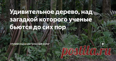 Удивительное дерево, над загадкой которого ученые бьются до сих пор Её называют «ходячая пальма». Это дерево, найденное в американских тропических лесах, удивило и озадачило ученых. До сих пор они бьются над ботанической загадкой: почему длинные крепкие корни пальмы растут на высоте нескольких метров от земли? Дерево по-научному называется, кстати, сократея голокоренная. Сократея вырастает до 25 м в высоту, а толщина ее ствола достигает 16 см. Впрочем, это, если речь о сам...