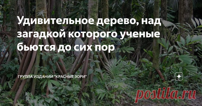 Удивительное дерево, над загадкой которого ученые бьются до сих пор Её называют «ходячая пальма». Это дерево, найденное в американских тропических лесах, удивило и озадачило ученых. До сих пор они бьются над ботанической загадкой: почему длинные крепкие корни пальмы растут на высоте нескольких метров от земли? Дерево по-научному называется, кстати, сократея голокоренная. Сократея вырастает до 25 м в высоту, а толщина ее ствола достигает 16 см. Впрочем, это, если речь о сам...