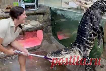 Голодный аллигатор выпрыгнул из вольера к ногам кормившей его смотрительницы. В зоопарке с рептилиями в Калифорнии, США, гигантский голодный аллигатор по кличке Дарт выпрыгнул из вольера и оказался у ног кормившей его смотрительницы. Сотрудница зоопарка выращивала Дарта с детства. На кадрах видно, как девушка уверенно отодвигает стекло вольера и начинает кормить аллигаторов.