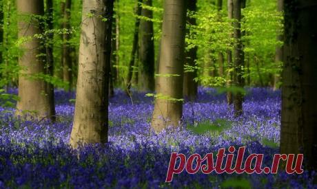 Поистине волшебное зрелище;)) В бельгийских лесах зацвели колокольчики — Фотоискусство
