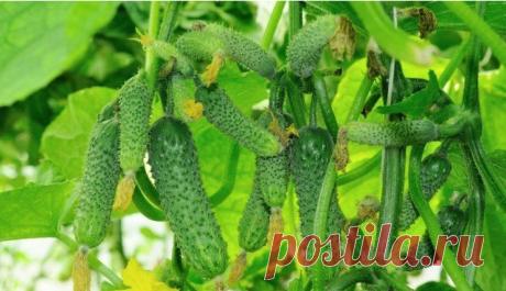 Пучковые огурцы плодоносят непрерывно: лучшая органическая подкормка | С грядки - к столу | Дзен