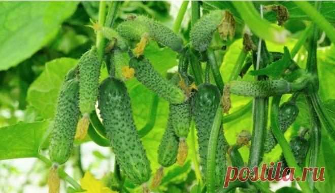 Пучковые огурцы плодоносят непрерывно: лучшая органическая подкормка | С грядки - к столу | Дзен