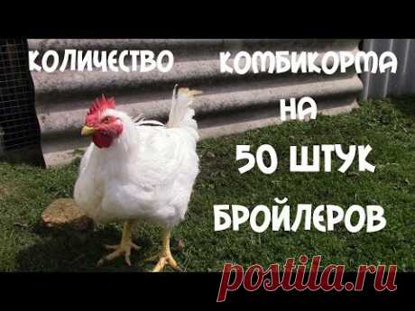 Сколько надо комбикорма на 50 бройлеров