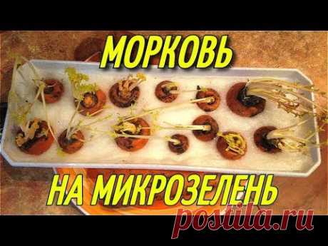 МОРКОВЬ НА МИКРОЗЕЛЕНЬ, ЗИМОЙ НА ПОДОКОННИКЕ.