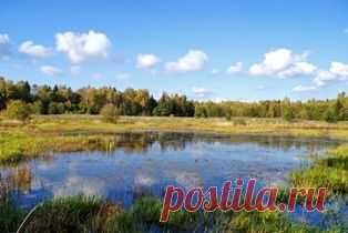 Лесные озера-- часть экологической системы лесов | Лес