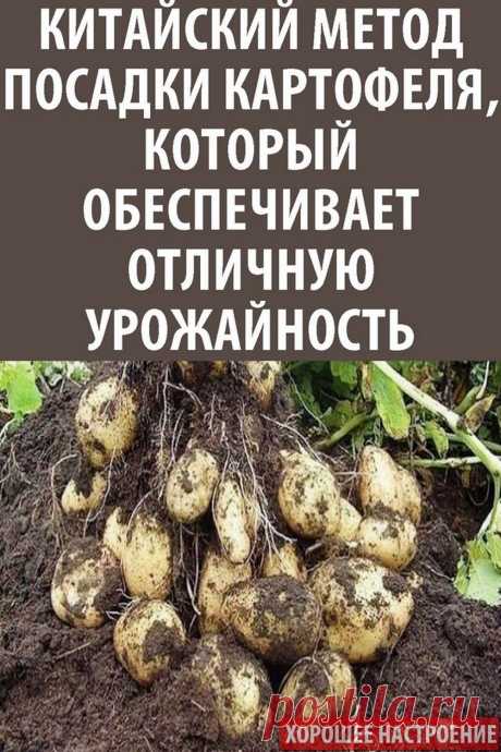 Китайский метод посадки картофеля, который обеспечивает отличную урожайность