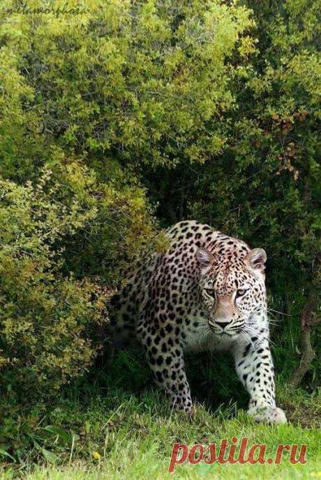 Hunting…