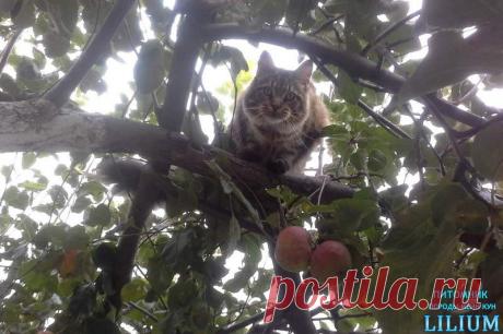 Куны в яблоках — Питомник Мейн-кунов &quot;Lilium&quot;