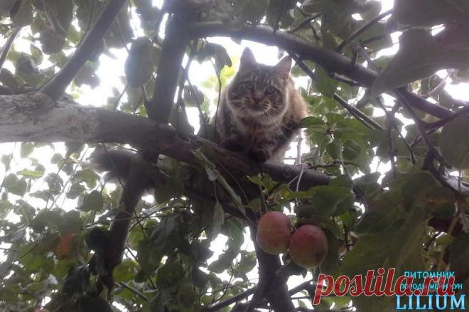 Куны в яблоках — Питомник Мейн-кунов "Lilium"
