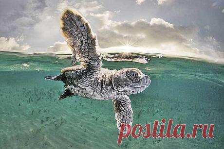 Конкурс "Подводный фотограф" 2020 года: Глубокое погружение в тему