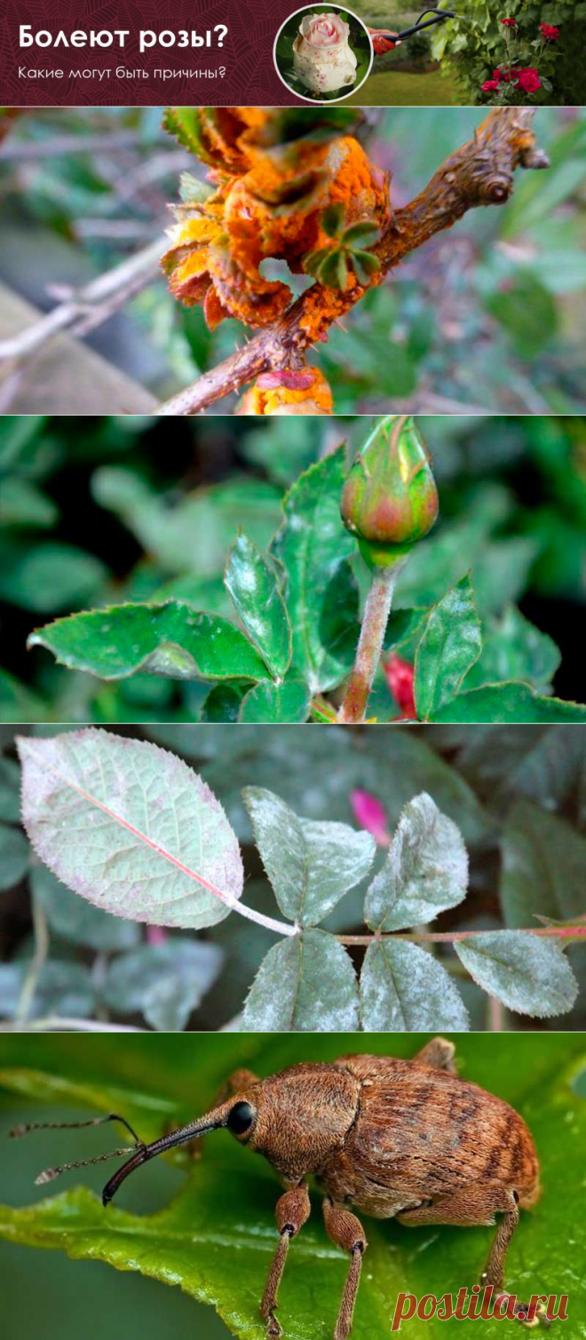 Болезни роз - как спасти розарий