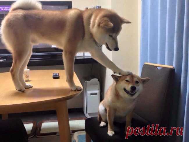 Непредсказуемые животные. Кто знает, чего от них ждать