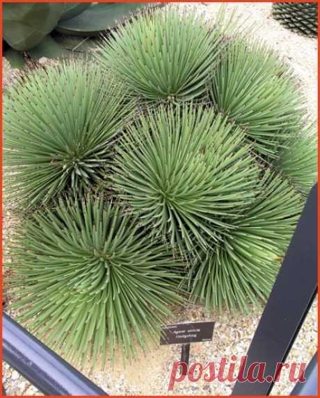 Найдено на сайте drought-tolerant-plants.com.