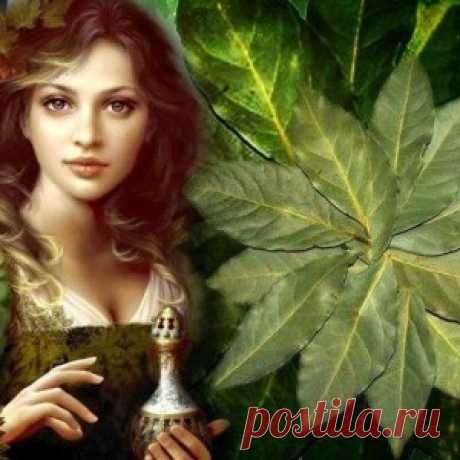 ВОЛШЕБНАЯ ЛАВРУШКА.