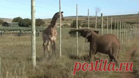Google+