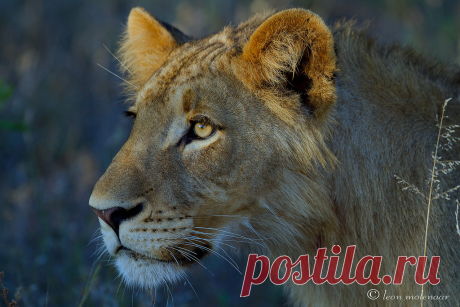 Crown prince? Wild South Africa Kruger National Park  Young male lion in the early-morning light.  Not cropped