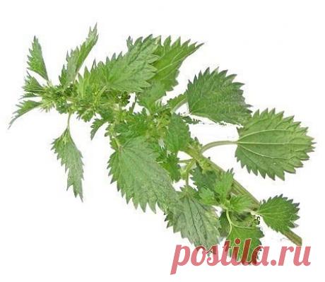 Избавляемся от седины с помощью крапивы
Многие люди стесняются своей седины и всё время ищут рецепты, чтоб ее устранить. В лесу, или на даче вы точно найдёте заросли двудомной крапивы. Она очень высокая и жгучая, но её следует нарвать.
Придя домой, запарьте растение в кипятке и начните втирать готовый настой в волосы. Процедуру повторите вечером, через недельку посмотрите в зеркало и вы будете приятно удивлены, заметив, что у вас будет меньше седых волос.
Советуем всем сед...