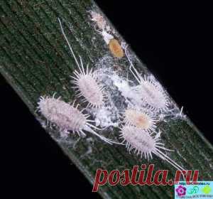 Мучнистые червецы как бороться с вредителем комнатных растений