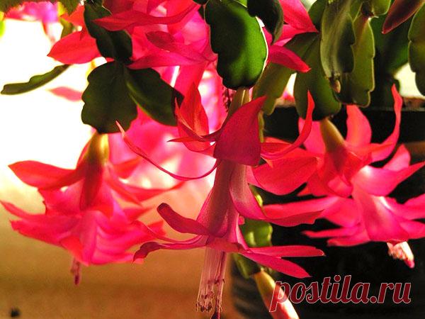 Учимся правильно ухаживать за зигокактусом