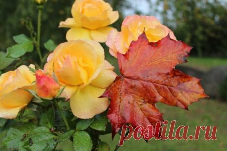 Осенний уход за розами / Домоседы