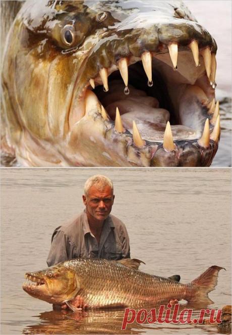 Самые страшные речные монстры (110 фото) | Прикольные картинки, интересные фотографии, фото девушек, смешные и интересные видео, фото приколы