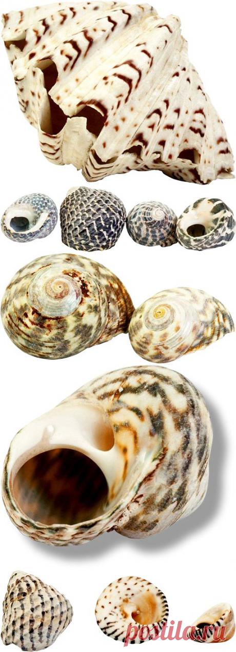 Морская тематика - картинки для творчества - клипарт на прозрачном фоне Seashells PNG