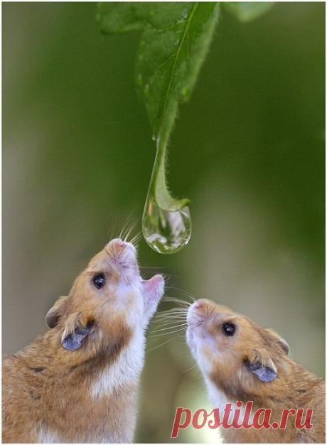 belles images animaux - Page 52