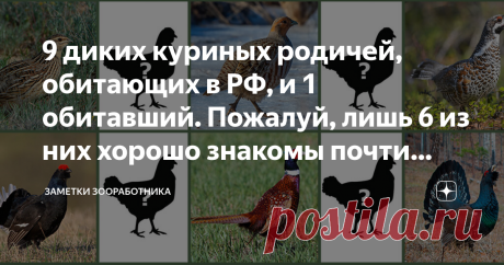 9 диких куриных родичей, обитающих в РФ, и 1 обитавший. Пожалуй, лишь 6 из них хорошо знакомы почти всем россиянам Домашние куры – птицы неместные, родом из теплой Юго-Восточной Азии. Они произошли от диких банкивских джунглевых кур, которых одомашнили около 5 тысяч лет назад. Домашние куры не могут самостоятельно выживать в природе РФ. Даже лёгкий мороз может серьезно прихватить их неустойчивые к холоду лапы и гребешки. Зато на территории РФ обитают дикие родичи кур, птиц...
