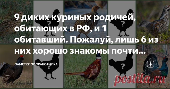 9 диких куриных родичей, обитающих в РФ, и 1 обитавший. Пожалуй, лишь 6 из них хорошо знакомы почти всем россиянам Домашние куры – птицы неместные, родом из теплой Юго-Восточной Азии. Они произошли от диких банкивских джунглевых кур, которых одомашнили около 5 тысяч лет назад. Домашние куры не могут самостоятельно выживать в природе РФ. Даже лёгкий мороз может серьезно прихватить их неустойчивые к холоду лапы и гребешки. Зато на территории РФ обитают дикие родичи кур, птиц...