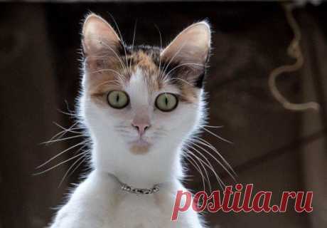 Портрет незнакомки с бусиками