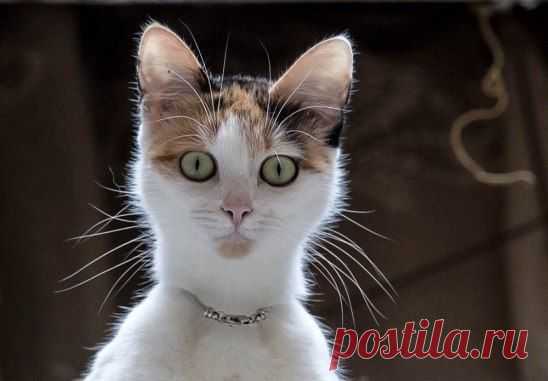 Портрет незнакомки с бусиками