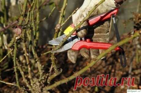 ОБРЕЗКА РОЗ ВЕСНОЙ - СОВЕТЫ НАЧИНАЮЩИМ