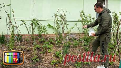 Малина засыплет вас ягодами с ног до головы, если весной насыпать это в малинник Подкормка смородины куриным настоем - https://youtu.be/sHqA_dRIofc✔ Моя страница в Инстаграм - https://www.instagram.com/poleznoe_tv/✔ Мой фейсбук - https://...