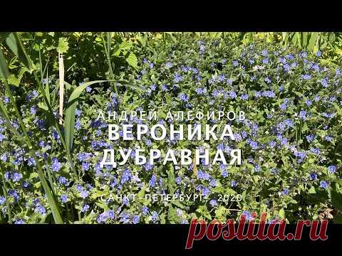Вероника дубравная. Алефиров А.Н.