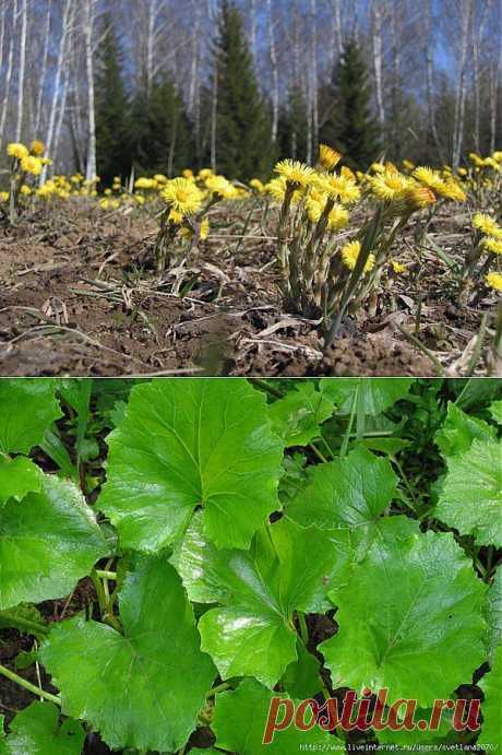 (+1) комм - Целебные свойства -и-мачехи | 6 соток