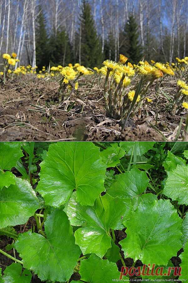 (+1) комм - Целебные свойства -и-мачехи | 6 соток