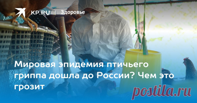 28-1-23-Мировая эпидемия птичьего гриппа дошла до России? Чем это грозит Вирусолог Альтштейн не исключил возможности новой мутации гриппа H5N1